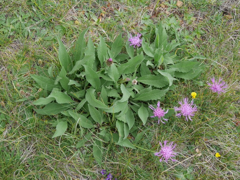 Centaurea vlachorum photo 4