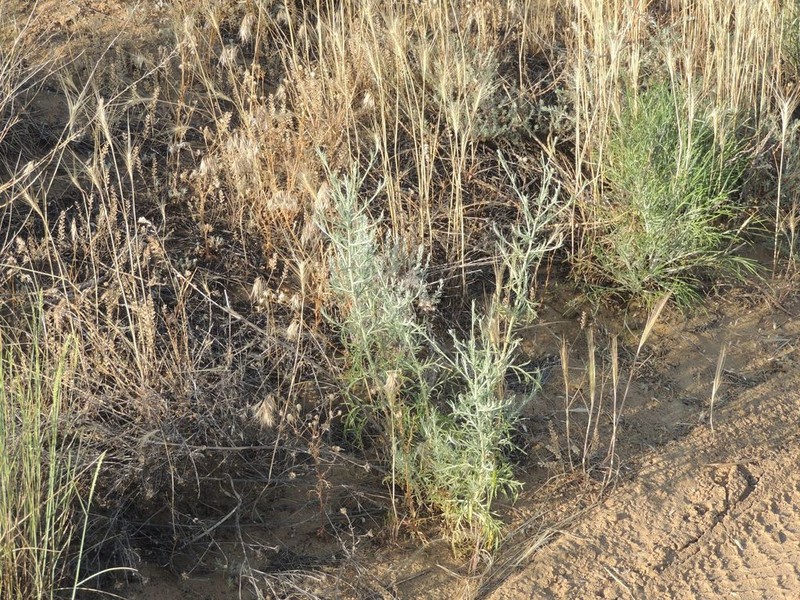Centaurea wolgensis