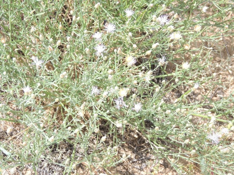 Centaurea wolgensis photo 3