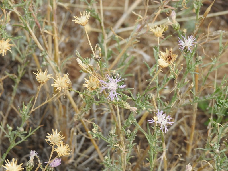 Centaurea wolgensis photo 4