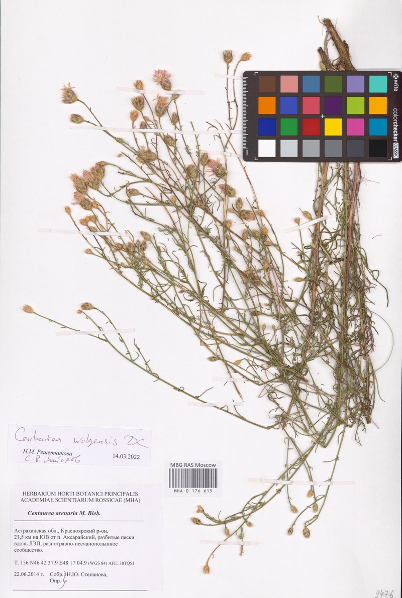 Centaurea wolgensis photo 5
