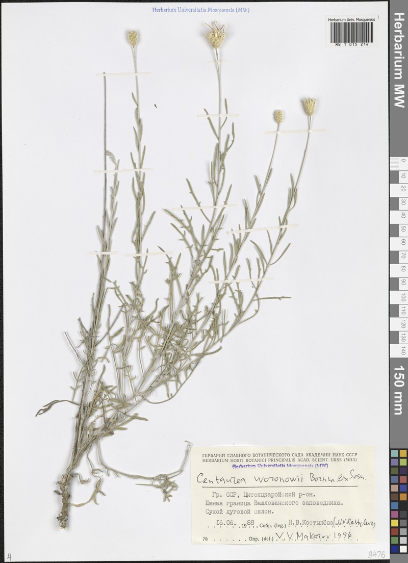 Centaurea woronowii