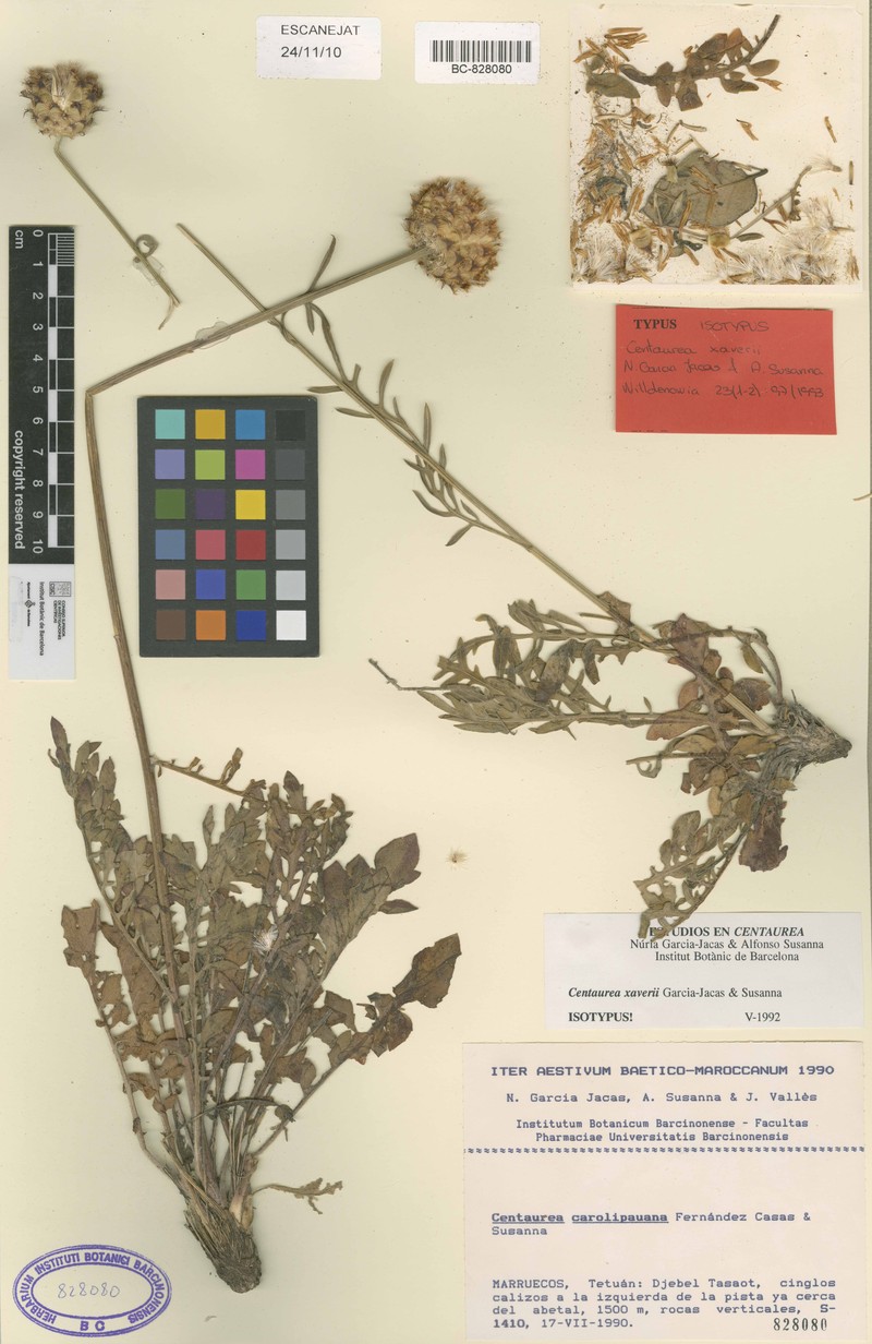 Centaurea xaveri