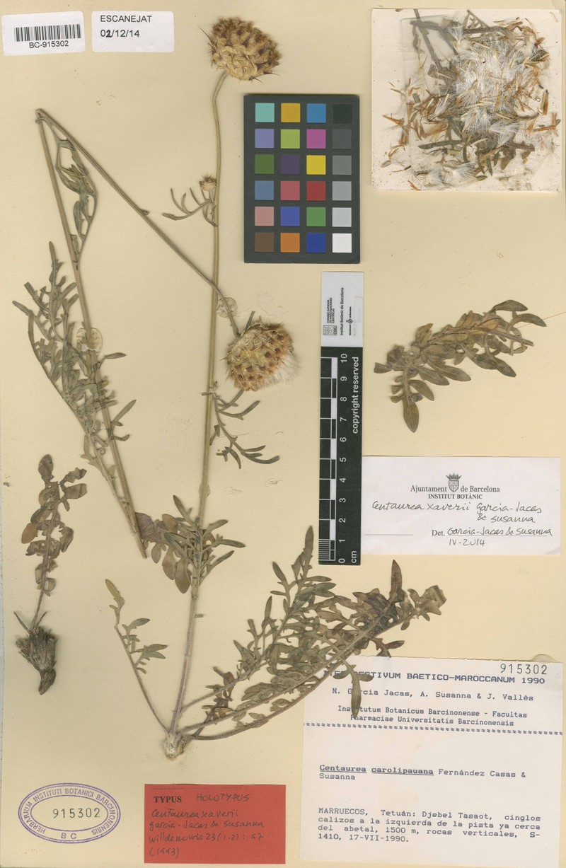 Centaurea xaveri photo 2