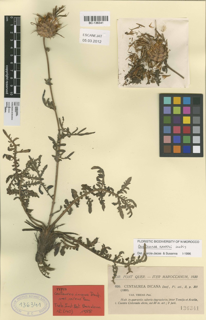 Centaurea xaveri photo 3