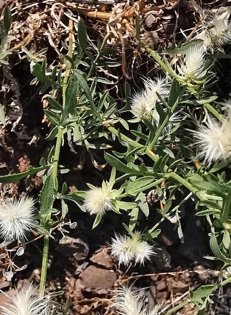 Centaurea zuccariniana