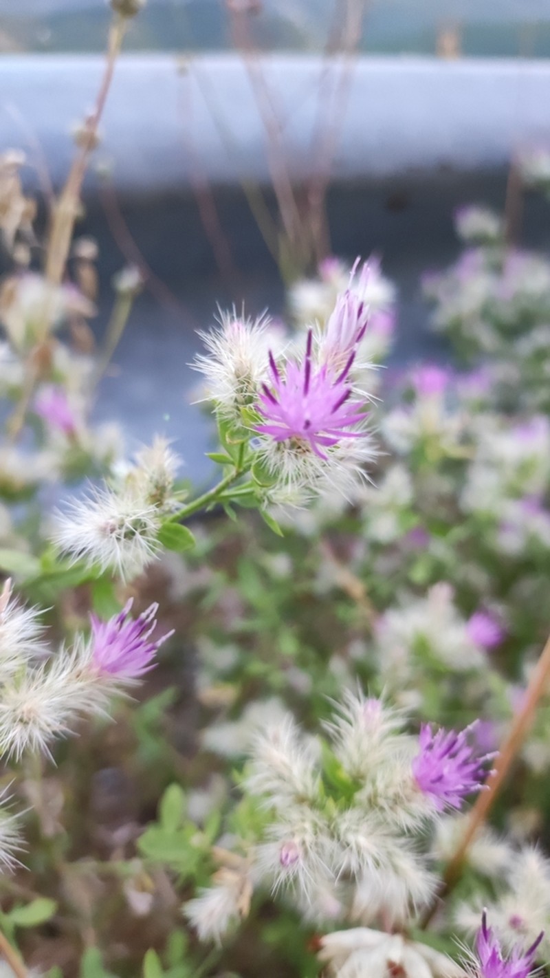 Centaurea zuccariniana photo 2