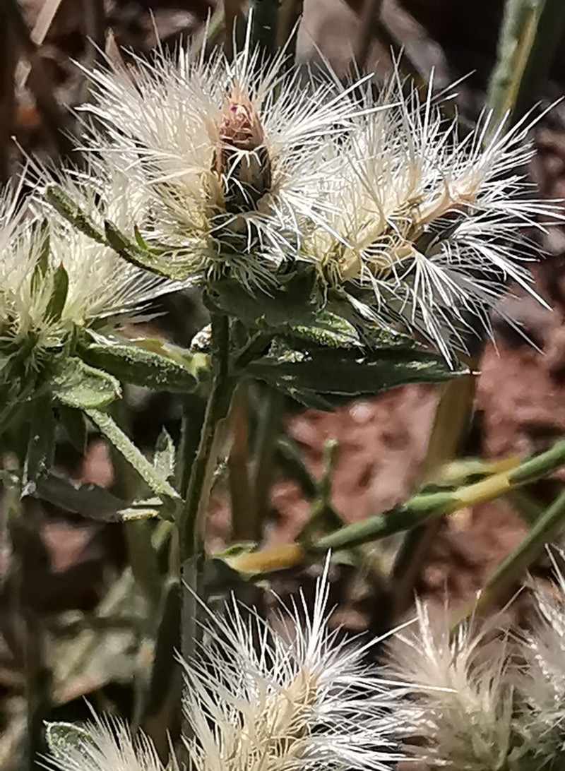 Centaurea zuccariniana photo 3