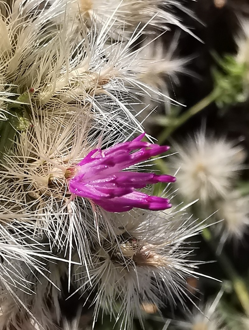 Centaurea zuccariniana photo 4