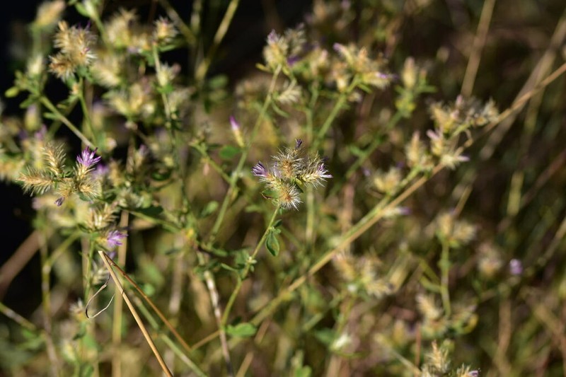 Centaurea zuccariniana photo 5