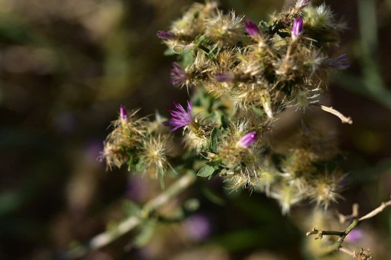 Centaurea zuccariniana photo 6