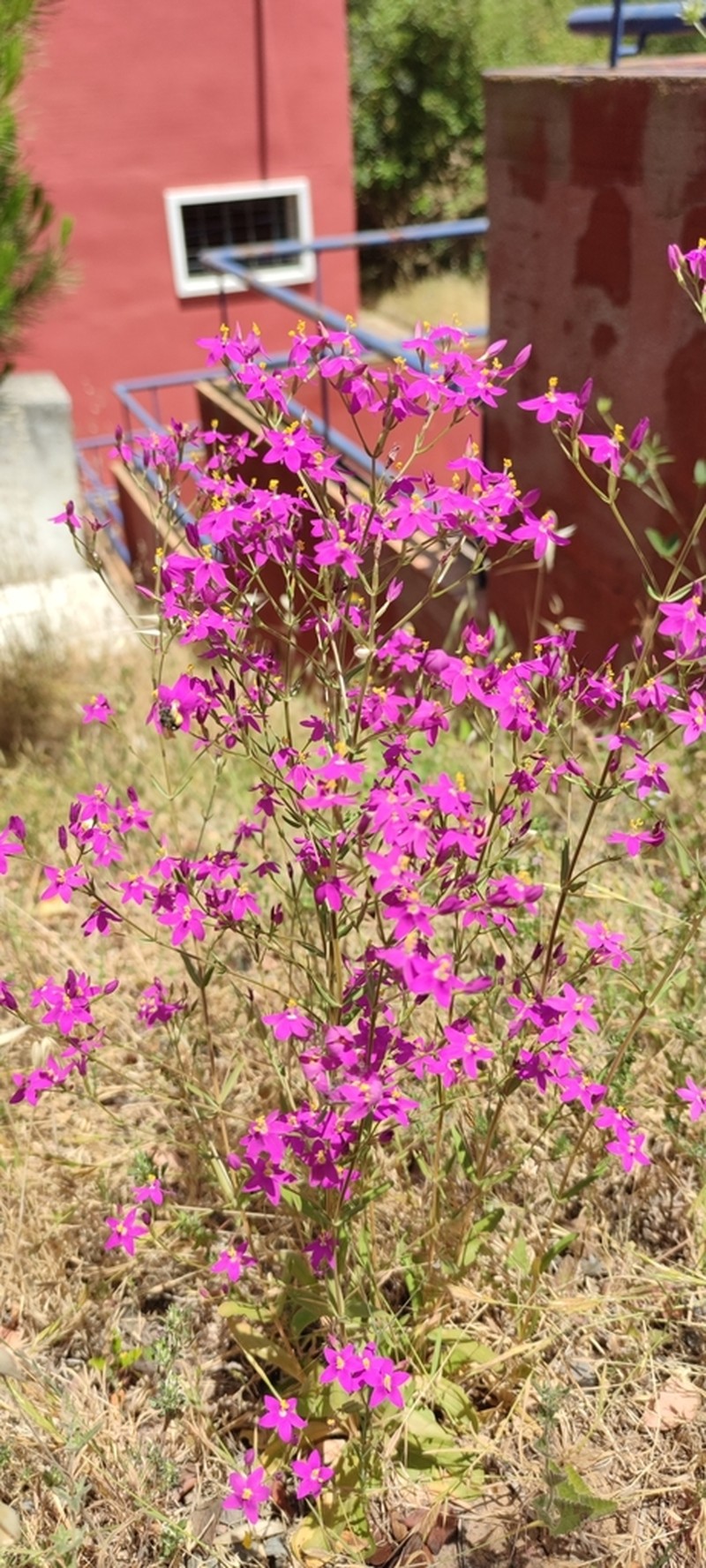 Centaurium boissieri