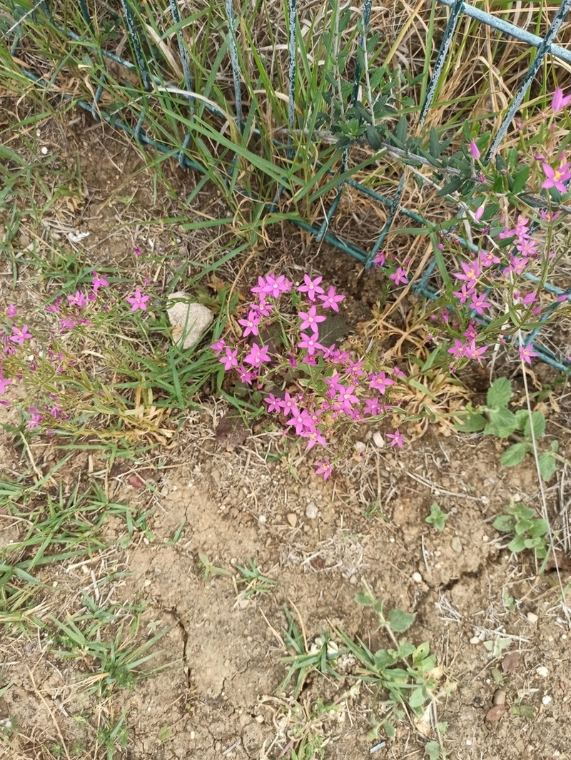 Centaurium boissieri photo 2