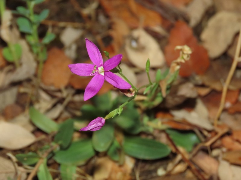 Centaurium boissieri photo 3