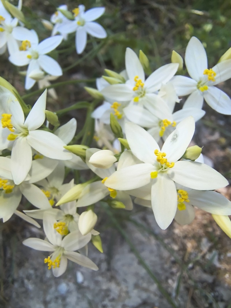 Centaurium boissieri photo 4
