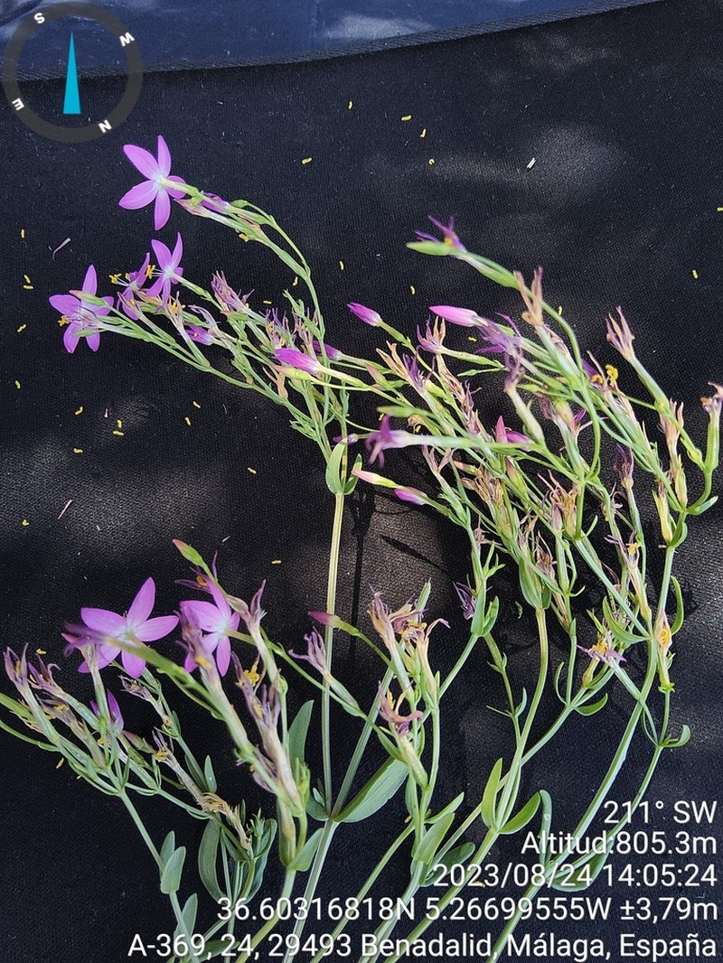 Centaurium boissieri photo 5