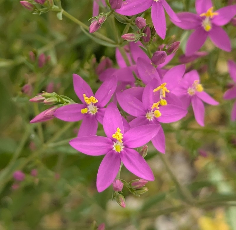 Centaurium boissieri photo 6