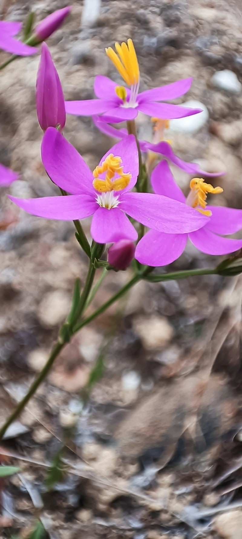 Centaurium boissieri photo 7