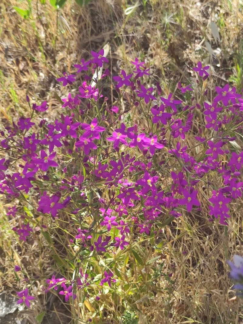 Centaurium boissieri photo 8