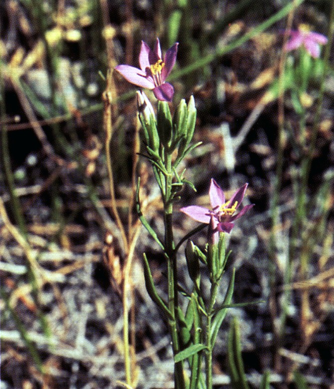 Arizona Centaury photo 2