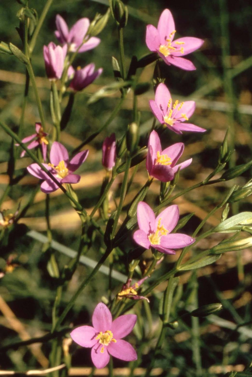 Arizona Centaury
