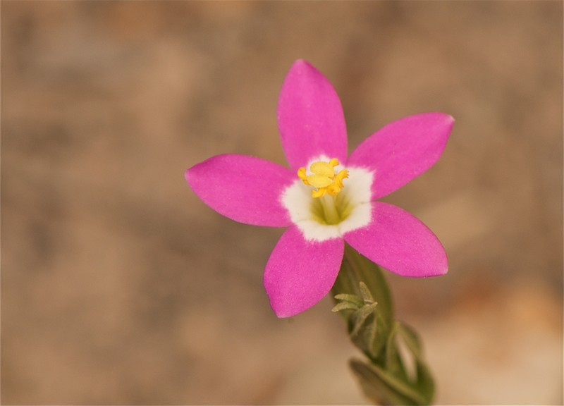 Davy's Centaury photo 3