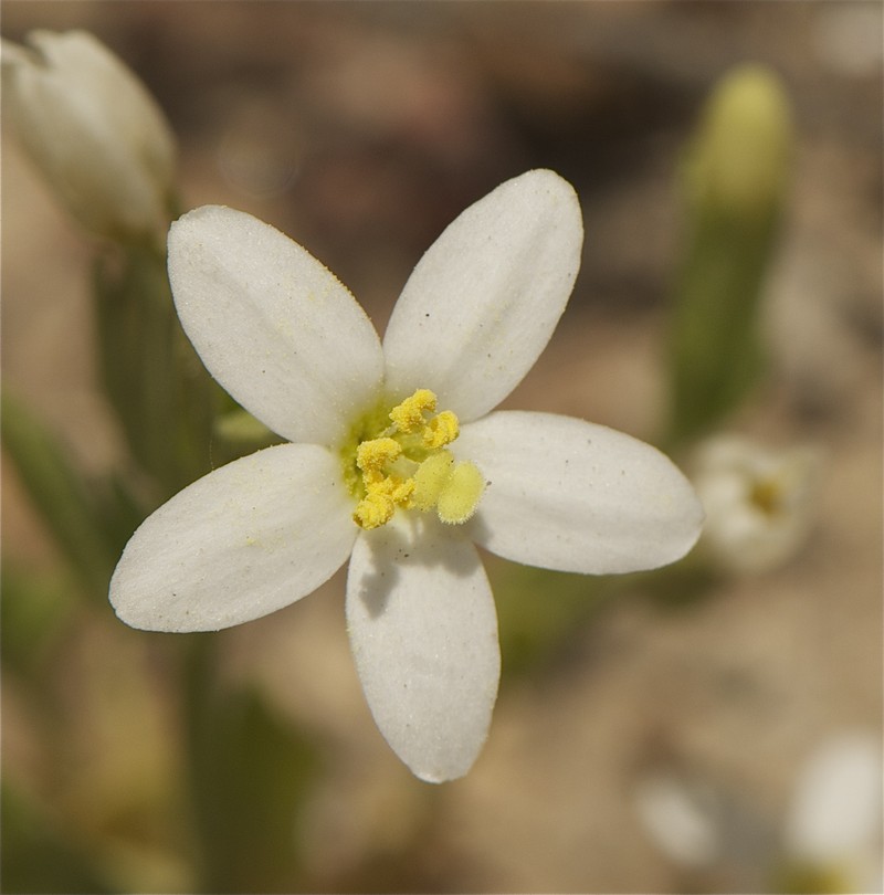 Davy's Centaury photo 4