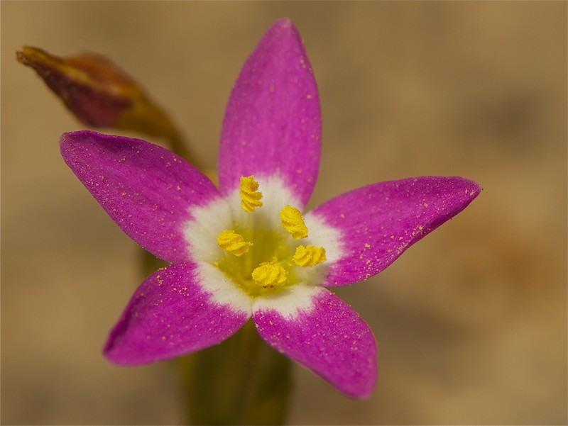 Davy's Centaury