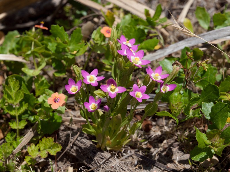 Davy's Centaury photo 2