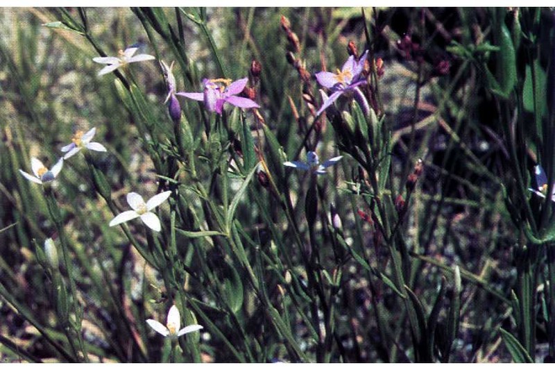 Desert Centaury