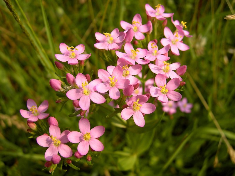European Centaury photo 2