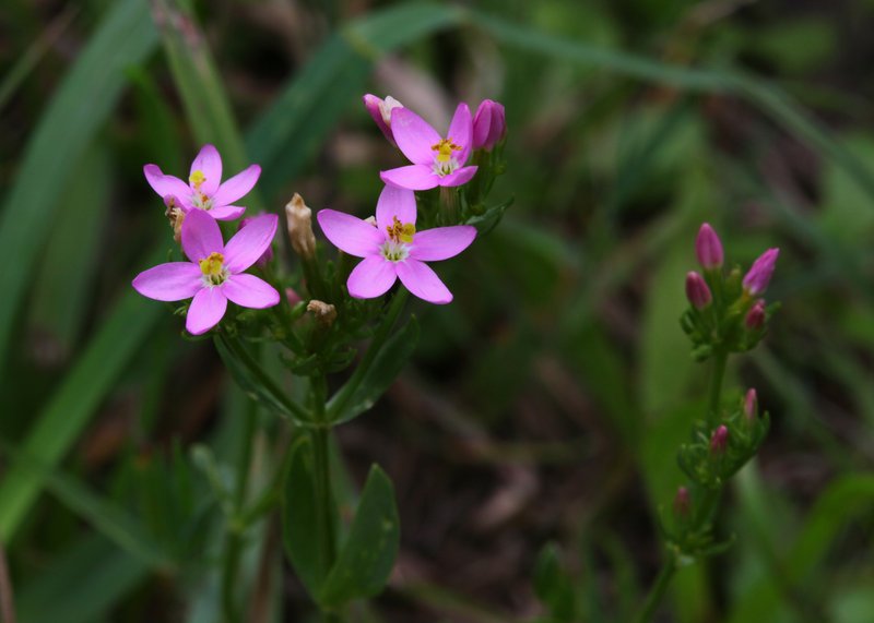 European Centaury photo 3