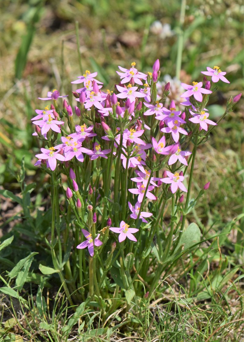 European Centaury photo 4