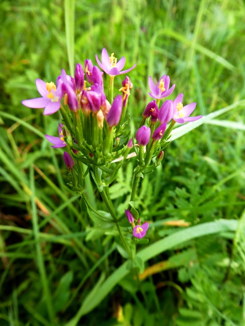 European Centaury photo 5