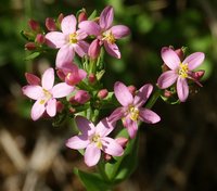 European Centaury