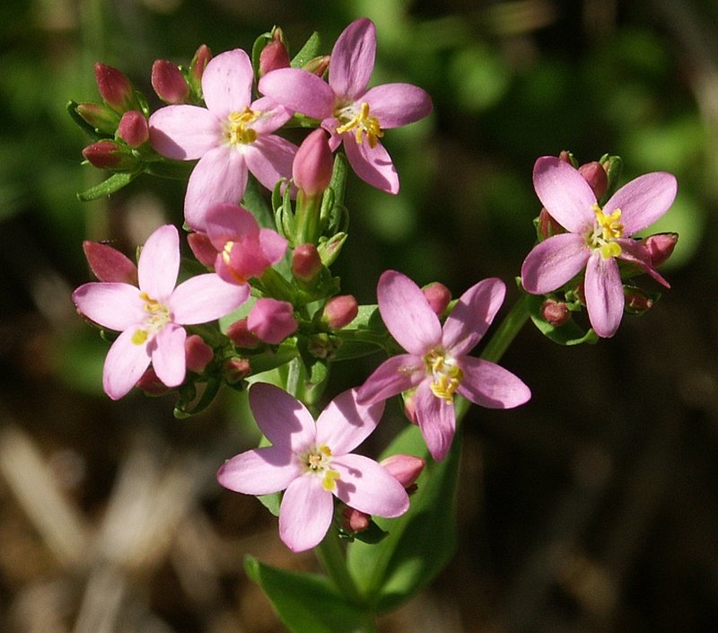 European Centaury