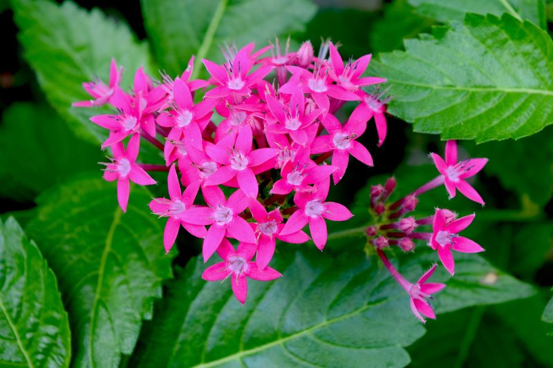 European Centaury photo 6