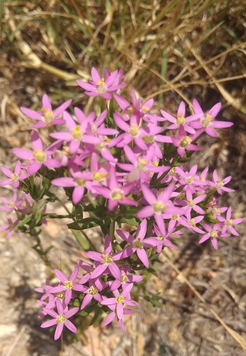 European Centaury photo 7