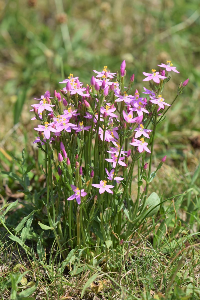 European Centaury photo 8
