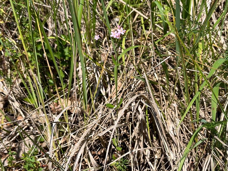 Centaurium erythraea subsp. erythraea photo 2