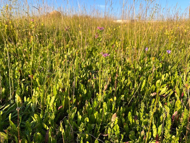 Centaurium erythraea subsp. erythraea photo 3