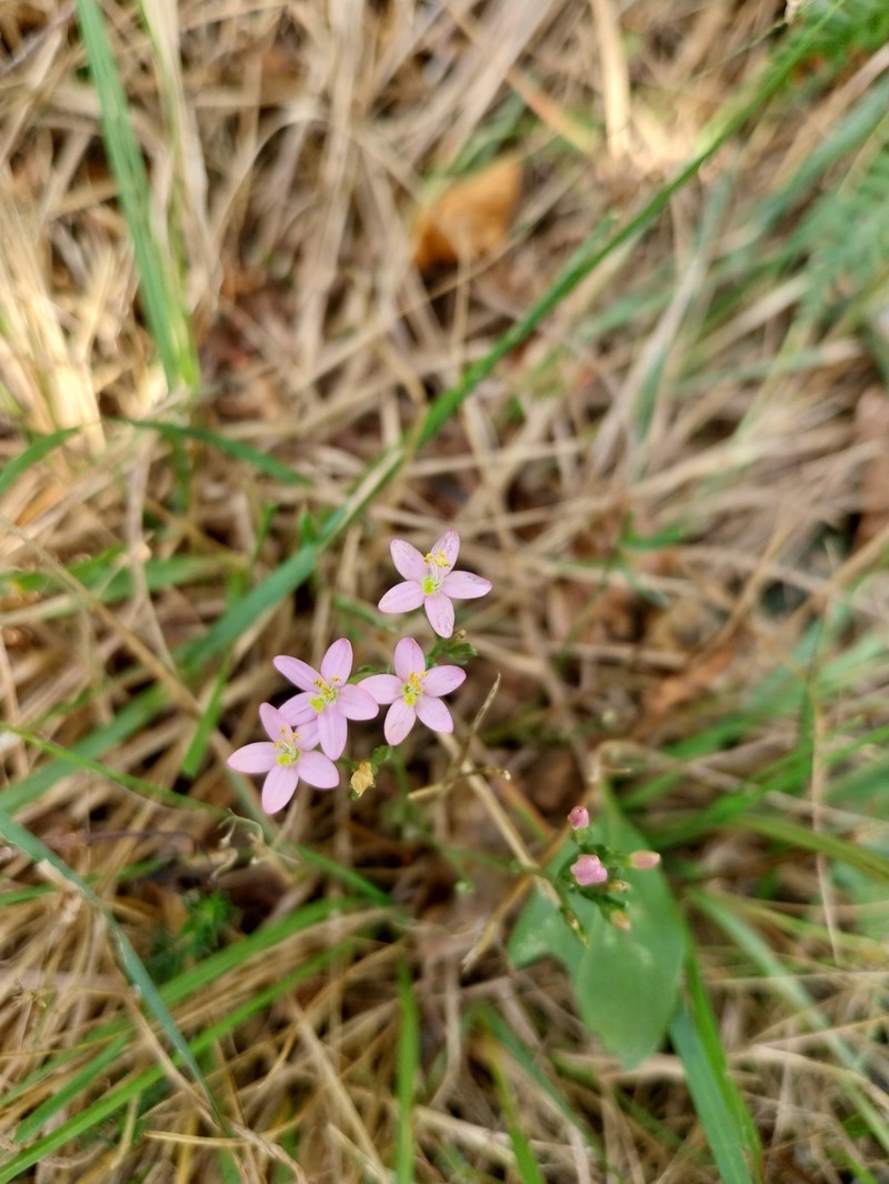 Centaurium erythraea subsp. erythraea photo 4