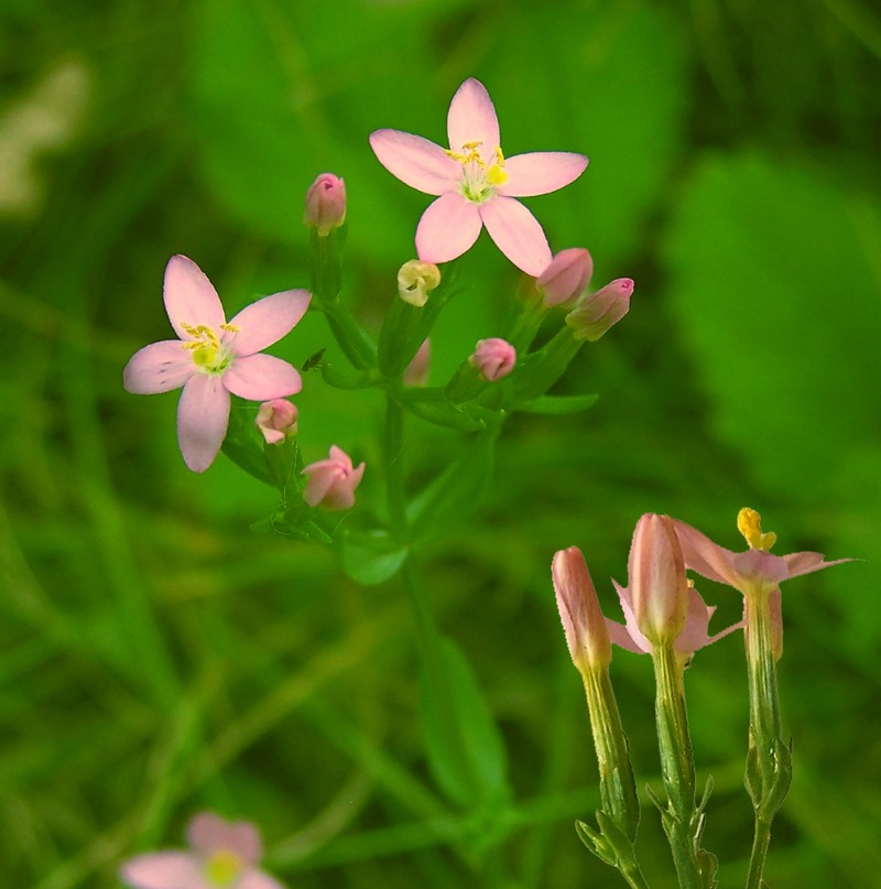 Centaurium erythraea subsp. erythraea