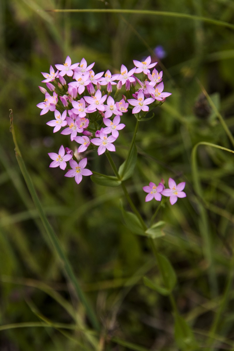 Centaurium erythraea subsp. erythraea photo 5