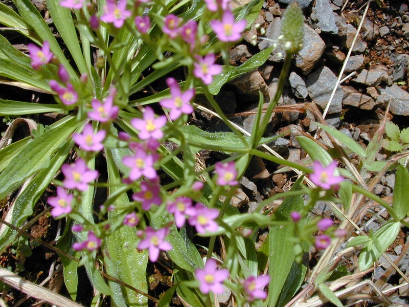 Centaurium erythraea subsp. erythraea photo 6