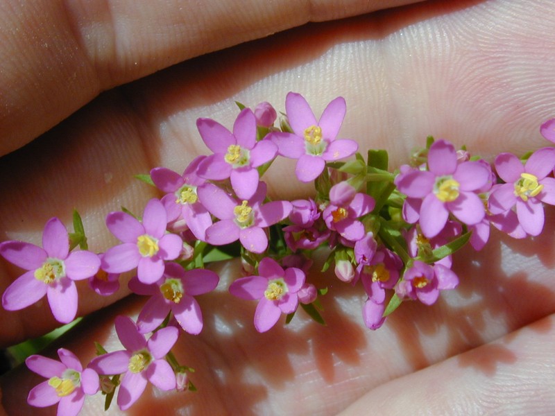 Centaurium erythraea subsp. erythraea photo 7