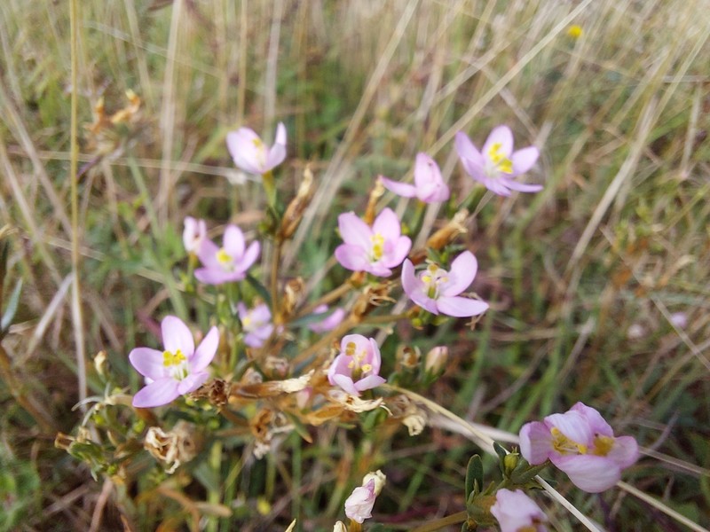 Centaurium littorale subsp. littorale