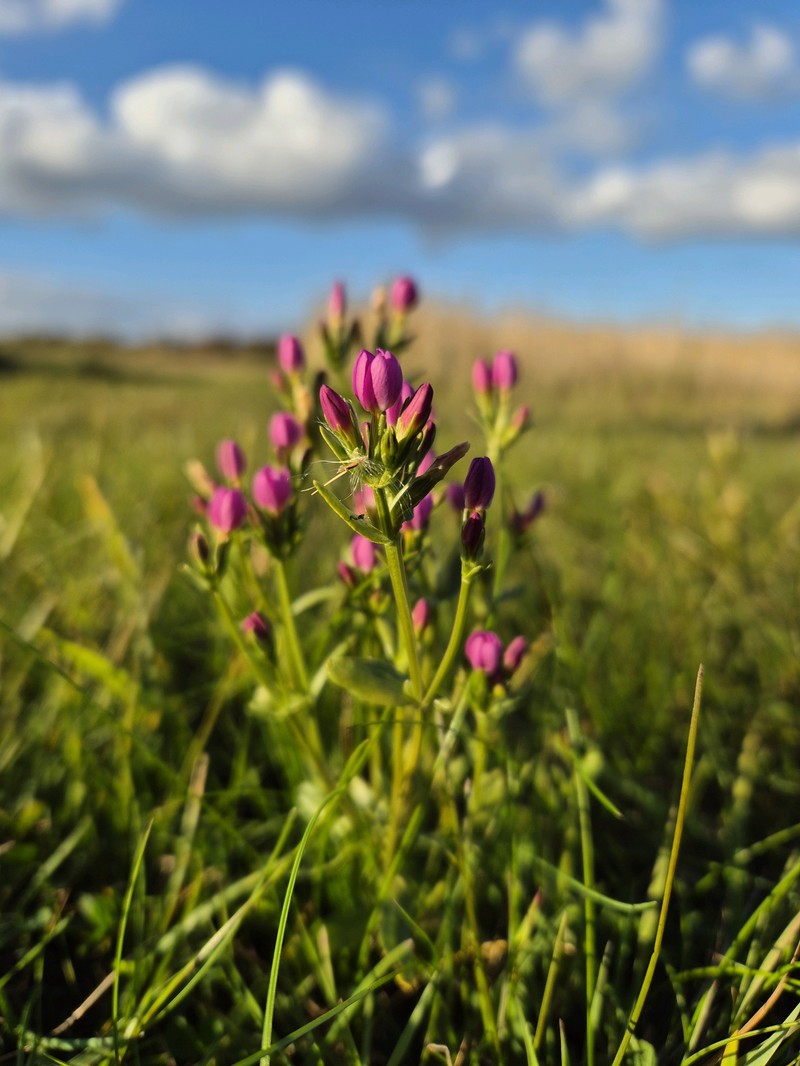Centaurium littorale subsp. littorale photo 2