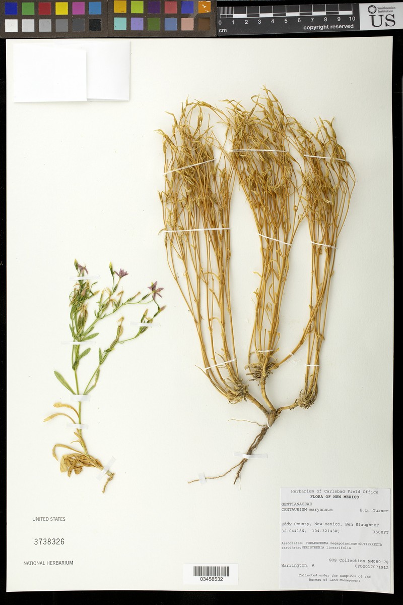 Gypsum Centaury