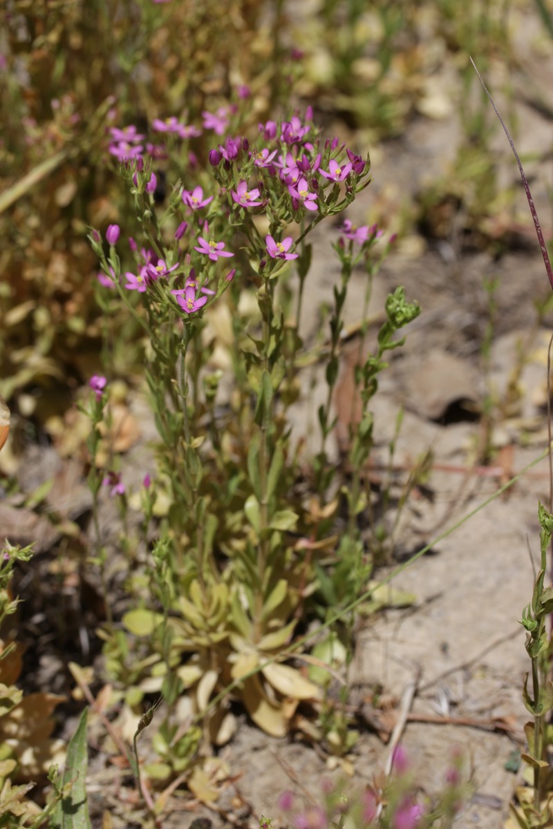 Muhlenberg's Centaury photo 2